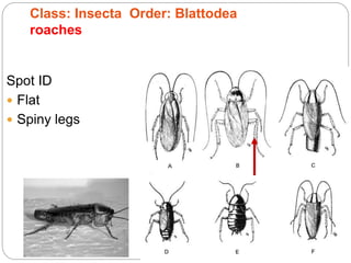 Spot ID
 Flat
 Spiny legs
Class: Insecta Order: Blattodea
roaches
 