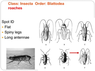 Spot ID
 Flat
 Spiny legs
 Long antennae
Class: Insecta Order: Blattodea
roaches
 
