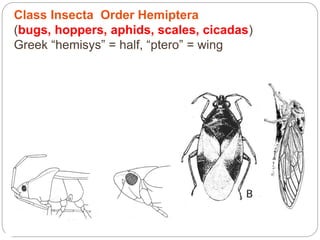 Class Insecta Order Hemiptera
(bugs, hoppers, aphids, scales, cicadas)
Greek “hemisys” = half, “ptero” = wing
 