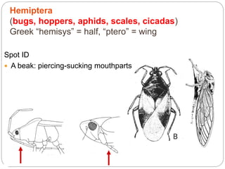 Hemiptera
(bugs, hoppers, aphids, scales, cicadas)
Greek “hemisys” = half, “ptero” = wing
Spot ID
 A beak: piercing-sucking mouthparts
 