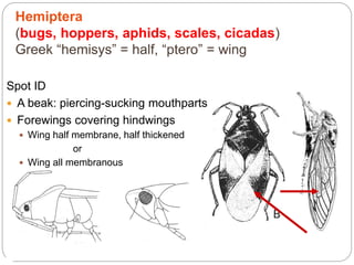 Spot ID
 A beak: piercing-sucking mouthparts
 Forewings covering hindwings
 Wing half membrane, half thickened
or
 Wing all membranous
Hemiptera
(bugs, hoppers, aphids, scales, cicadas)
Greek “hemisys” = half, “ptero” = wing
 
