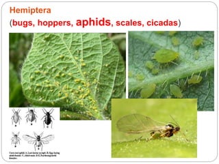 Hemiptera
(bugs, hoppers, aphids, scales, cicadas)
 