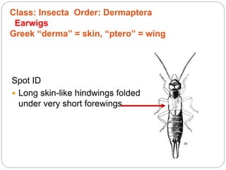 Spot ID
 Long skin-like hindwings folded
under very short forewings
Class: Insecta Order: Dermaptera
Earwigs
Greek “derma” = skin, “ptero” = wing
 