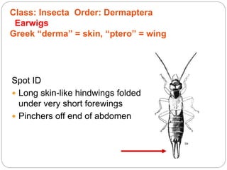 Spot ID
 Long skin-like hindwings folded
under very short forewings
 Pinchers off end of abdomen
Class: Insecta Order: Dermaptera
Earwigs
Greek “derma” = skin, “ptero” = wing
 