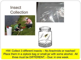 Insect
Collection
5 - 69
HW: Collect 3 different insects – No Arachnids or roaches!
Place them in a ziplock bag or small jar with some alcohol. All
three must be DIFFERENT. - Due: in one week.
 