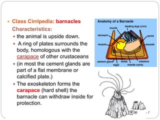 5 - 7
 Class Cirripedia: barnacles
Characteristics:
 the animal is upside down.
 A ring of plates surrounds the
body, homologous with the
carapace of other crustaceans
 (in most the cement glands are
part of a flat membrane or
calcified plate.)
 The exoskeleton forms the
carapace (hard shell) the
barnacle can withdraw inside for
protection.
 