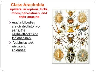 5 - 71
Arachnid bodies
are divided into two
parts, the
cephalothorax and
the abdomen.
 Arachnids lack
wings and
antennae.
Class Arachnida
spiders, scorpions, ticks,
mites, harvestmen, and
their cousins
 