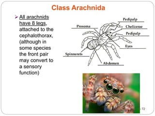 5 - 72
All arachnids
have 8 legs,
attached to the
cephalothorax,
(although in
some species
the front pair
may convert to
a sensory
function)
Class Arachnida
 