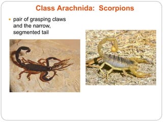  pair of grasping claws
and the narrow,
segmented tail
Class Arachnida: Scorpions
 