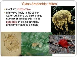  most are microscopic
 Many live freely in the soil or
water, but there are also a large
number of species that live as
parasites on plants, animals,
and some that feed on mold
5 - 75
Class Arachnida: Mites
 