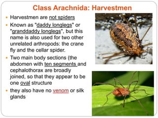  Harvestmen are not spiders
 Known as "daddy longlegs" or
"granddaddy longlegs", but this
name is also used for two other
unrelated arthropods: the crane
fly and the cellar spider.
 Two main body sections (the
abdomen with ten segments and
cephalothorax are broadly
joined, so that they appear to be
one oval structure
 they also have no venom or silk
glands
5 - 76
Class Arachnida: Harvestmen
 