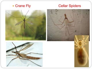  Crane Fly Cellar Spiders
5 - 77
 