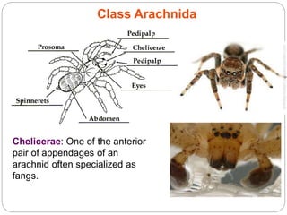 Class Arachnida
Chelicerae: One of the anterior
pair of appendages of an
arachnid often specialized as
fangs.
 