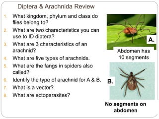 Diptera & Arachnida Review
1. What kingdom, phylum and class do
flies belong to?
2. What are two characteristics you can
use to ID diptera?
3. What are 3 characteristics of an
arachnid?
4. What are five types of arachnids.
5. What are the fangs in spiders also
called?
6. Identify the type of arachnid for A & B.
7. What is a vector?
8. What are ectoparasites?
5 - 79
No segments on
abdomen
A.
Abdomen has
10 segments
B.
 