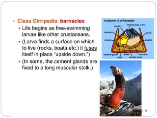 5 - 8
 Class Cirripedia: barnacles
 Life begins as free-swimming
larvae like other crustaceans.
 (Larva finds a surface on which
to live (rocks, boats,etc.) it fuses
itself in place “upside down.”)
 (In some, the cement glands are
fixed to a long muscular stalk.)
 