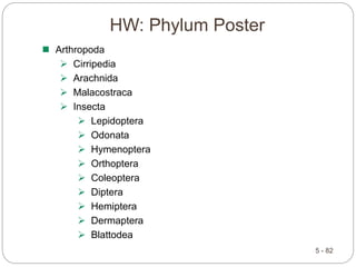HW: Phylum Poster
5 - 82
 Arthropoda
 Cirripedia
 Arachnida
 Malacostraca
 Insecta
 Lepidoptera
 Odonata
 Hymenoptera
 Orthoptera
 Coleoptera
 Diptera
 Hemiptera
 Dermaptera
 Blattodea
 