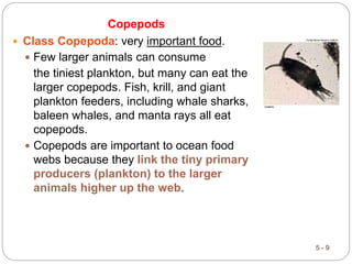 5 - 9
Copepods
 Class Copepoda: very important food.
 Few larger animals can consume
the tiniest plankton, but many can eat the
larger copepods. Fish, krill, and giant
plankton feeders, including whale sharks,
baleen whales, and manta rays all eat
copepods.
 Copepods are important to ocean food
webs because they link the tiny primary
producers (plankton) to the larger
animals higher up the web.
 