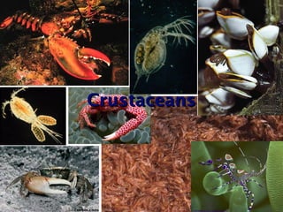 Altocrustacea Examples Arthropods_complete classification types .ppt
