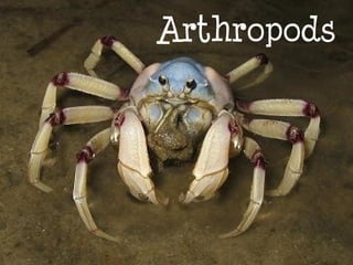 Arthropods
 