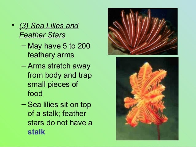 How Do Echinoderms Eat Their Food How Do Echinoderms Eat Their Food