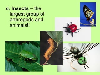 d. Insects – the
largest group of
arthropods and
animals!!
 