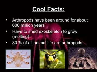 Cool Facts:
• Arthropods have been around for about
600 million years
• Have to shed exoskeleton to grow
(molting)
• 80 % of all animal life are arthropods
 