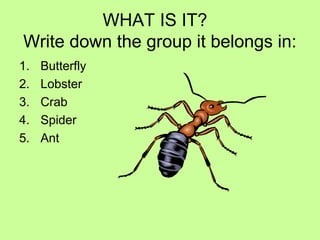 WHAT IS IT?
Write down the group it belongs in:
1. Butterfly
2. Lobster
3. Crab
4. Spider
5. Ant
 