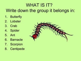WHAT IS IT?
Write down the group it belongs in:
1. Butterfly
2. Lobster
3. Crab
4. Spider
5. Ant
6. Barnacle
7. Scorpion
8. Centipede
 