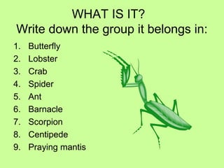 WHAT IS IT?
Write down the group it belongs in:
1. Butterfly
2. Lobster
3. Crab
4. Spider
5. Ant
6. Barnacle
7. Scorpion
8. Centipede
9. Praying mantis
 