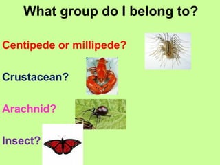 What group do I belong to?
Centipede or millipede?
Crustacean?
Arachnid?
Insect?
 