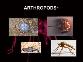 ARTHROPODS~
 