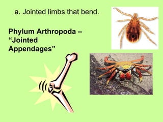 a. Jointed limbs that bend.
Phylum Arthropoda –
“Jointed
Appendages”
 