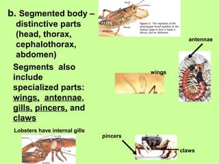 b. Segmented body –
distinctive parts
(head, thorax,
cephalothorax,
abdomen)
antennae
wings
claws
pincers
Lobsters have internal gills
Segments also
include
specialized parts:
wings, antennae,
gills, pincers, and
claws
 