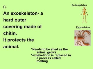 c.
An exoskeleton- a
hard outer
covering made of
chitin.
It protects the
animal.
Endoskeleton
Exoskeleton
*Needs to be shed as the
animal grows
*exoskeleton is replaced in
a process called
molting
 