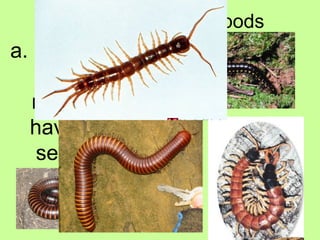 2. Classes of Arthropods
a. Centipedes
and
millipedes:
have many
segments
 