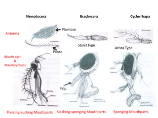 Nematocera Brachycera Cyclorrhapa
Antenna
Mouth part
&
Maxillary Palps
Piercing-sucking Mouthparts Slashing-sponging Mouthparts Sponging Mouthparts
Plumose
Pilose
Stylet type
Arista Type
Palp
 