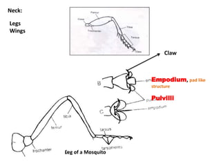 Empodium, pad like
structure
Pulvilli
Claw
Leg of a Mosquito
Legs
Wings
Neck:
 