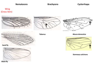 Nematocera Brachycera Cyclorrhapa
Wing
(Cross Vein)
Black fly
Tabanus Musca domestica
Stomoxys calcitrans
Sand fly
 