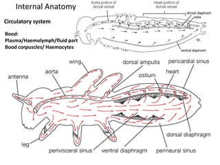 Circulatory system
Bood:
Plasma/Haemolymph/fluid part
Bood corpuscles/ Haemocytes
Internal Anatomy
 