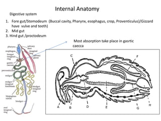 Internal Anatomy
Digestive system
1. Fore gut/Stomodeum (Buccal cavity, Pharynx, esophagus, crop, Proventiculus)/Gizzard
have vulve and teeth)
2. Mid gut
3. Hind gut /proctodeum
Most absorption take place in gasrtic
caecca
 