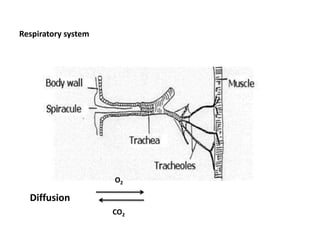 Respiratory system
Diffusion
O2
CO2
 