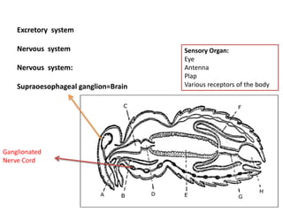 Excretory system
Nervous system
Nervous system:
Supraoesophageal ganglion=Brain
Ganglionated
Nerve Cord
Sensory Organ:
Eye
Antenna
Plap
Various receptors of the body
 