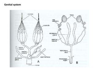 Genital system
 