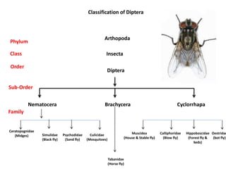 Diptera
Nematocera Brachycera Cyclorrhapa
Ceratopognidae
(Midges) Simulidae
(Black fly)
Psychodidae
(Sand fly)
Culicidae
(Mosquitoes)
Muscidea
(House & Stable fly)
Calliphoridae
(Blow fly)
Hippoboscidae
(Forest fly &
keds)
Oestridae
(bot fly)
Tabanidae
(Horse fly)
Classification of Diptera
Order
Sub-Order
Family
Arthopoda
InsectaClass
Phylum
 