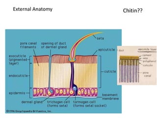 External Anatomy Chitin??
 
