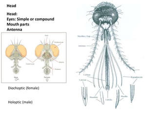 Head
Head:
Eyes: Simple or compound
Mouth parts
Antenna
Diochoptic (female)
Holoptic (male)
 