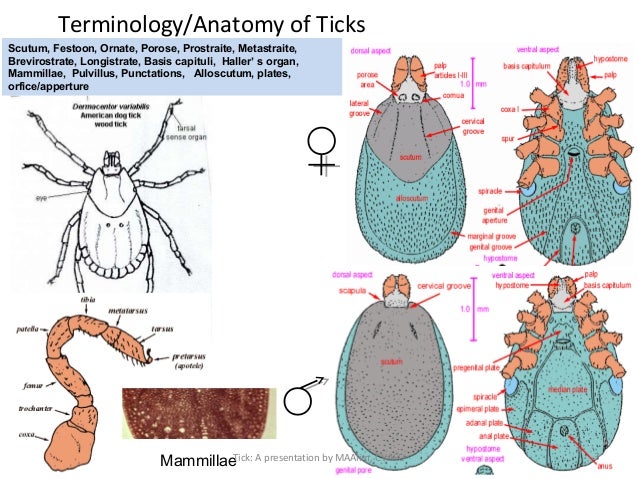 Arthropods (ticks) by Md. Abdul Alim, CVASU, Bangladesh