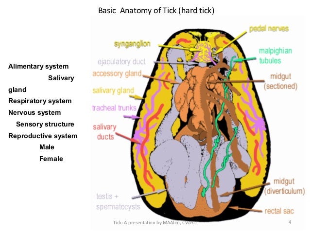 Arthropods (ticks) by Md. Abdul Alim, CVASU, Bangladesh acari order diagram 