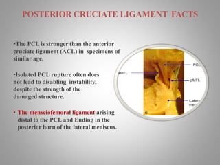 Arthroscopic pcl reconstruction | PPTX