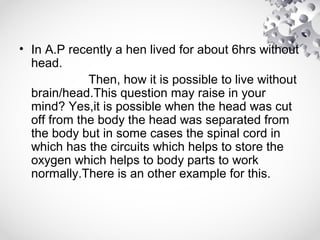 • In A.P recently a hen lived for about 6hrs without
head.
Then, how it is possible to live without
brain/head.This question may raise in your
mind? Yes,it is possible when the head was cut
off from the body the head was separated from
the body but in some cases the spinal cord in
which has the circuits which helps to store the
oxygen which helps to body parts to work
normally.There is an other example for this.
 